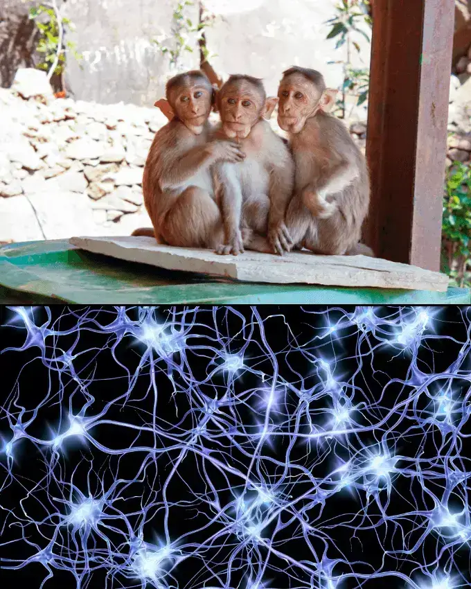 Monkeys and Mirror neuron analogy